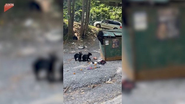 Drogi zwierząt i ludzi niekiedy się krzyżują. Ta niedźwiedzia mama postanowiła przeszukać kontener ze śmieciami. Jej pociechy w tym czasie cierpliwie czekają.