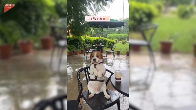 W deszczowy dzień siedzieć pod parasolem i sączyć kawę. Brzmi jak przyjemna chwila. Kto by się spodziewał, że z podobnej chwili relaksu może skorzystać... pies.
