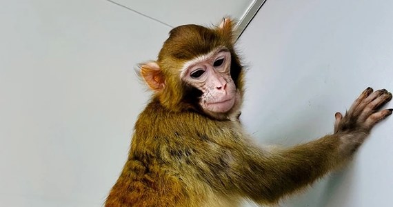 Naukowcy z Instytutu Neurologii Chińskiej Akademii Nauk w Szanghaju ogłosili sukces w pracach nad klonowaniem ssaków naczelnych. Po raz pierwszy, urodzony w wyniku takiej procedury samiec makaka królewskiego dożył dwóch lat i doczekał dorosłości. Jak pisze w najnowszym numerze czasopismo "Nature Communications", chińscy badacze zastosowali zmodyfikowaną procedurę tzw. transferu jąder komórkowych, która kiedyś dała życie owieczce Dolly.