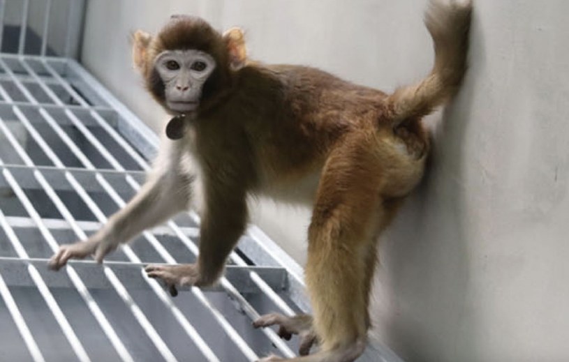 Badacze sklonowali makaka królewskiego, gatunek szeroko stosowany w badaniach medycznych, ponieważ jego fizjologia jest podobna do ludzkiej. A największym sukcesem jest fakt, że zwierzę wciąż żyje, dwa lata po narodzinach. 
