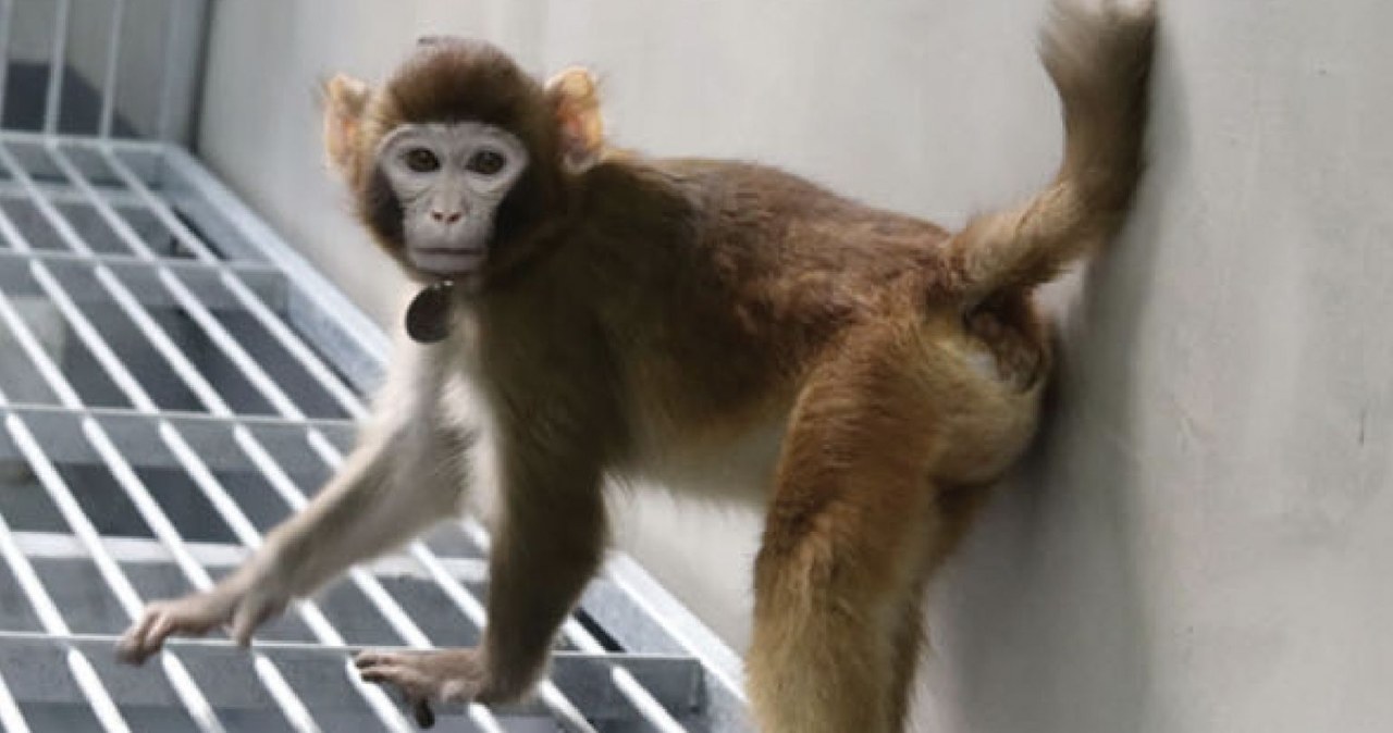 Badacze sklonowali makaka królewskiego, gatunek szeroko stosowany w badaniach medycznych, ponieważ jego fizjologia jest podobna do ludzkiej. A największym sukcesem jest fakt, że zwierzę wciąż żyje, dwa lata po narodzinach. 
