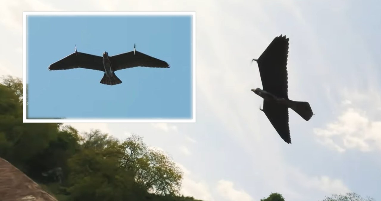 Holenderska firma Guard From Above, znana ze swoich innowacyjnych dronów, ujawniła najnowszy model bezzałogowca. I ponownie zaskoczyła, bo wygląda on jak prawdziwy orzeł. 