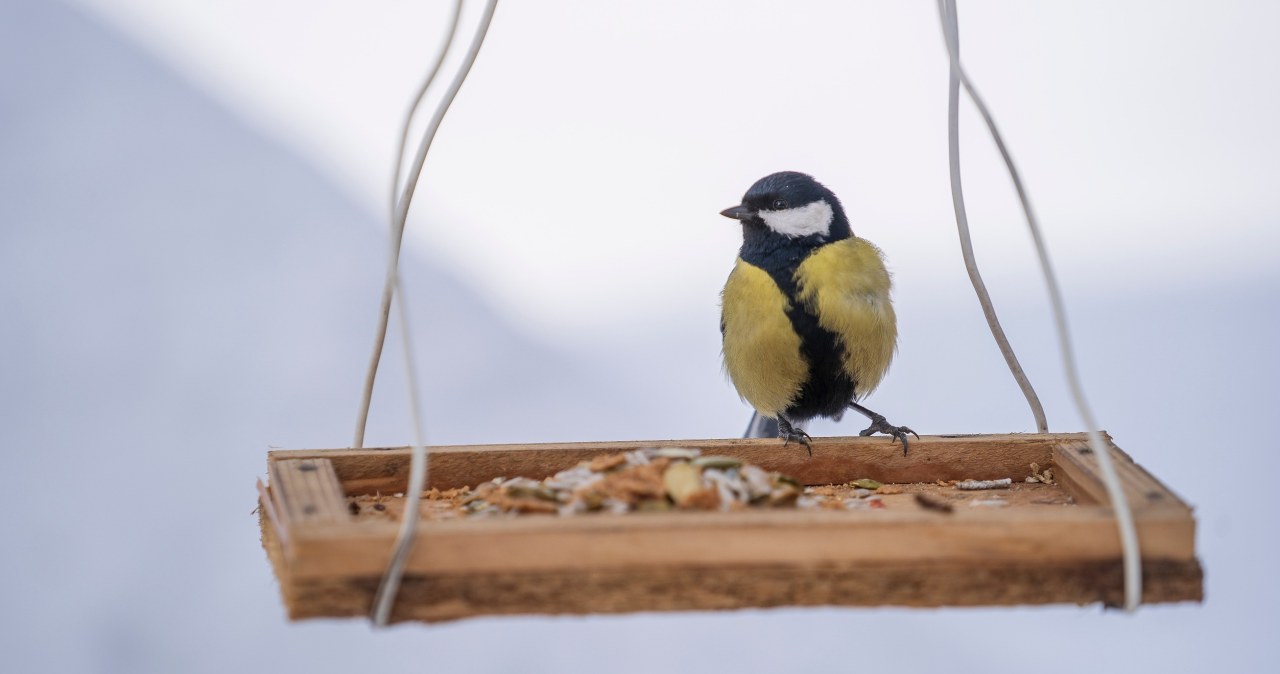 Co jedzą ptaki zimą? Ziarna, które muszą znaleźć się w karmniku Co jedzą ptaki zimą? Ziarna, które muszą znaleźć się w karmniku