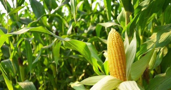 Komisja Europejska zgodziła się na kolejne wsparcie finansowe z budżetu państwa dla producentów kukurydzy. Chodzi o miliard złotych. Poinformował o tym w rozmowie z korespondentką RMF FM Katarzyną Szymańską-Borginon komisarz ds. rolnictwa Janusz Wojciechowski.
