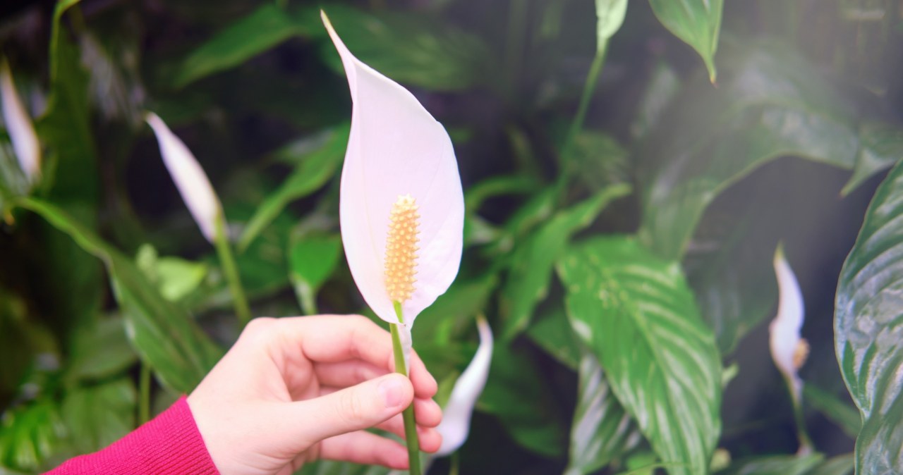 Zwiędły skrzydłokwiat gwałtownie odżyje i rozkwitnie. Wlej naturalną odżywkę