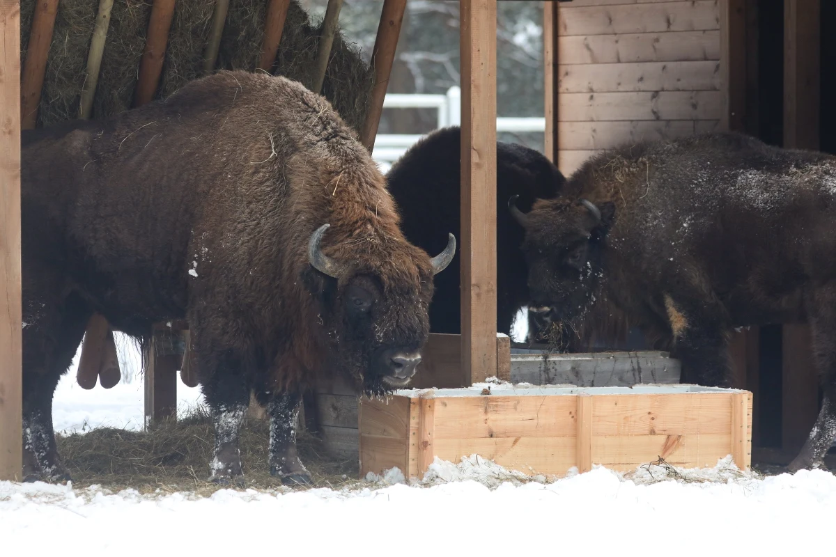 Od soboty będzie można odwiedzać nową zagrodę żubrów w Kopnej Górze k. Supraśla (woj. podlaskie). Przebywające tam cztery żubry można oglądać ze specjalnych ścieżek i wież widokowych.
