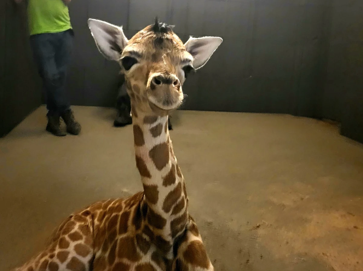 To chłopiec! W Orientarum ZOO Łódź na świat przyszła mała żyrafa.