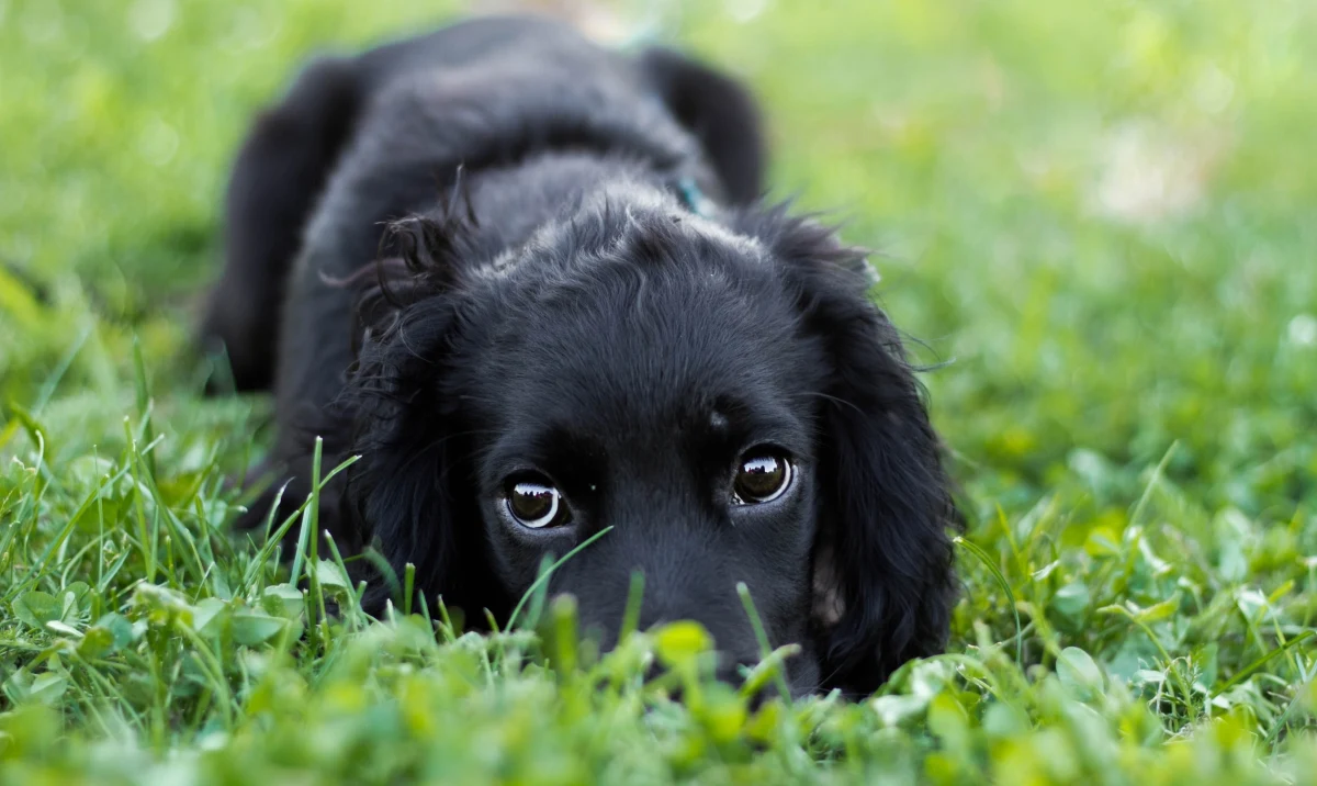 Sześcionogi szczeniak, którego znaleziono na parkingu przy supermarkecie w walijskim mieście Pembroke Dock, dostał szansę na drugie życie. Pies trafił pod opiekę rodziny zastępczej i przeszedł operację.
