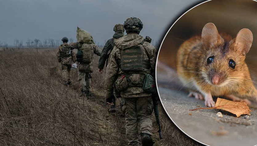 War in Ukraine.  Rat infestation on the front.  They paralyze military operations