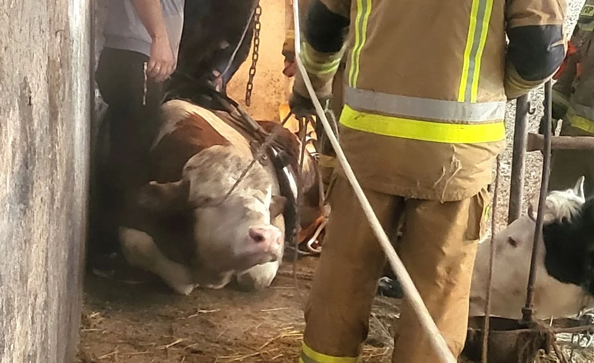 Strażacy zostali wezwani do nietypowej interwencji. W jednym z domów w gminie Korycin (woj. podlaskie) do piwnicy wpadł 600-kilogramowy byk. Akcja wyciągania zwierzęcia trwała cztery godziny. 