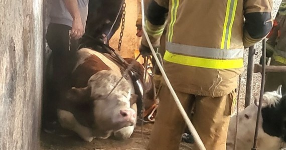 Strażacy zostali wezwani do nietypowej interwencji. W jednym z domów w gminie Korycin (woj. podlaskie) do piwnicy wpadł 600-kilogramowy byk. Akcja wyciągania zwierzęcia trwała cztery godziny. 