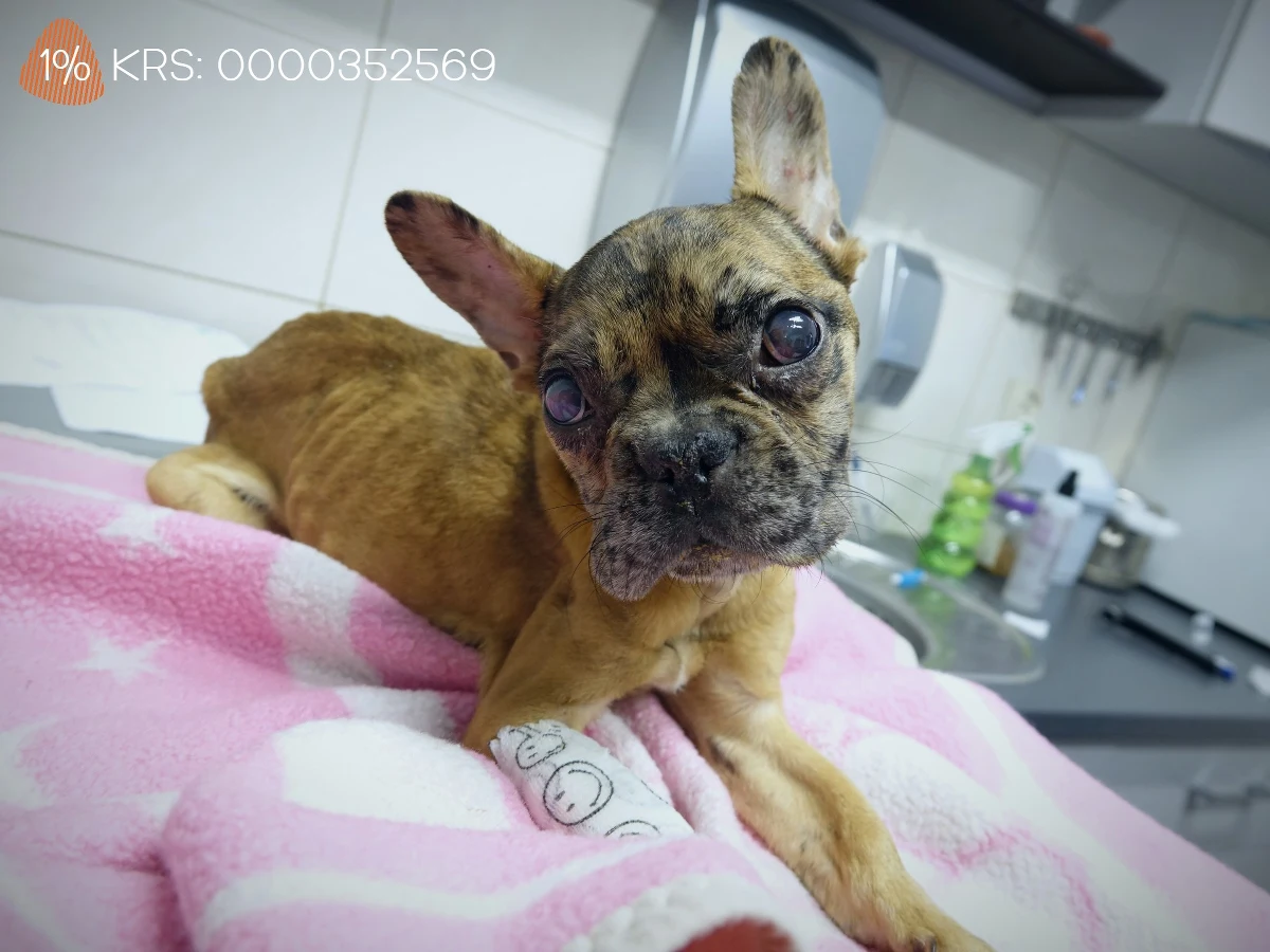 Sąd we Wrocławiu skazał znaną influencerkę Kamilę J. oraz jej partnera za zagłodzenie buldożki francuskiej Suzi - poinformowali na Facebooku aktywiści Ekostraży. Wyrok jest prawomocny. 