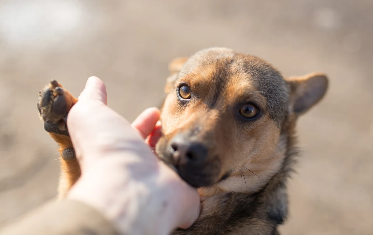 Schronisko dla Bezdomnych Zwierząt w Kielcach zbiera pieniądze na nowe boksy dla największych psów. Boksy, jak tłumaczą pracownicy schroniska są niezbędne, bo po zmianie przepisów, psy, które ważą więcej niż 30 kilogramów, muszą mieć zagwarantowaną większą przestrzeń. 

