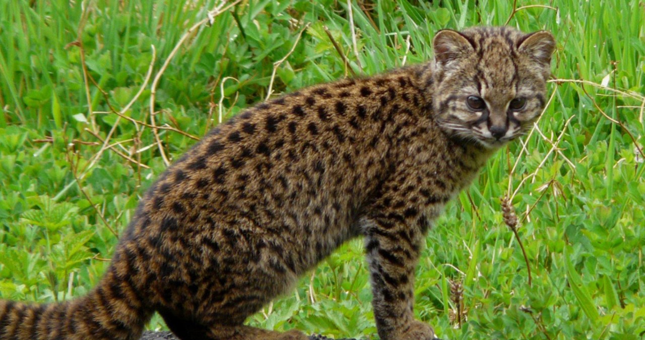 Maleńki ocelot w opałach. Najmniejszy kot Ameryki Płd. ma wielu wrogów