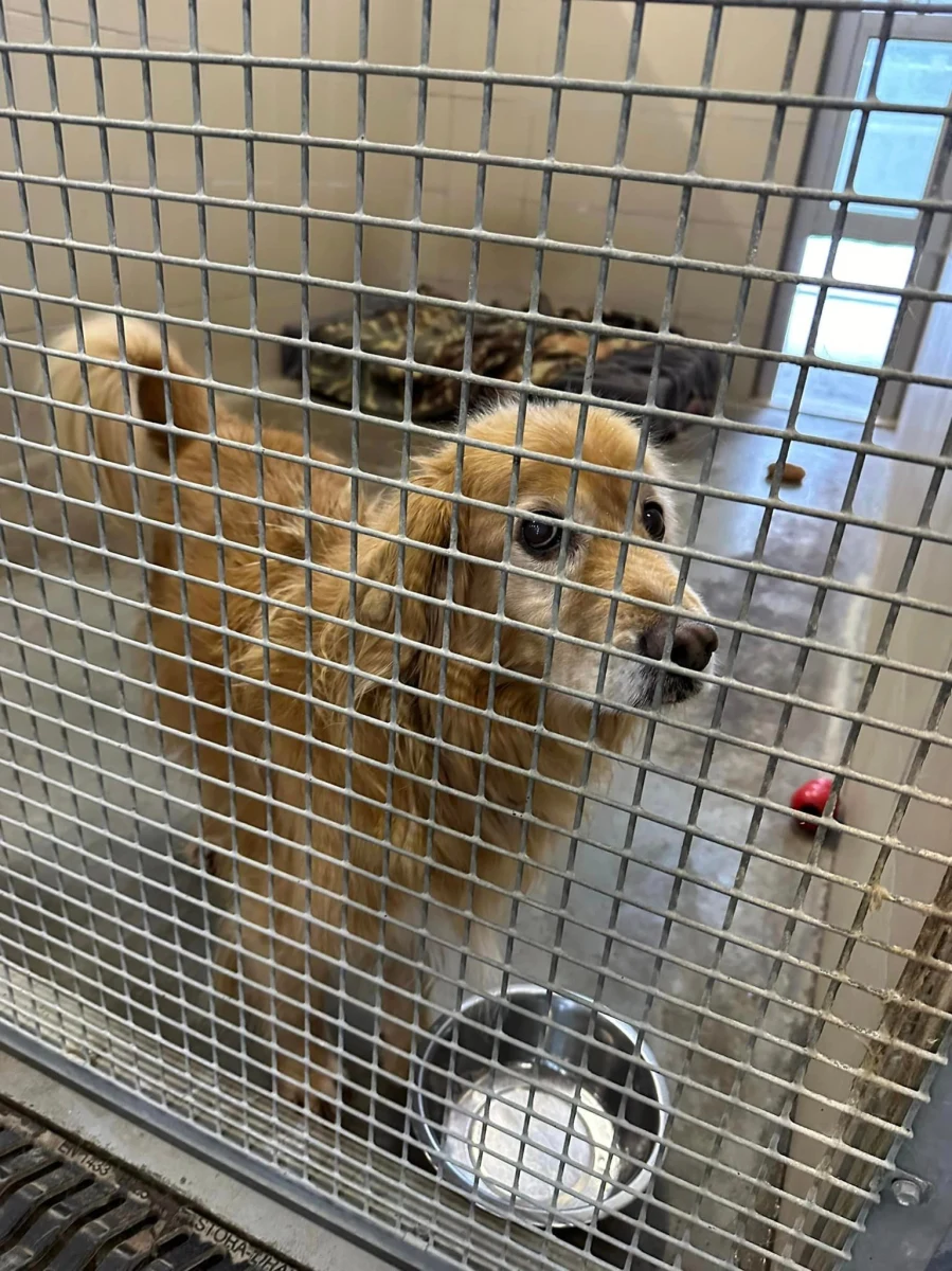 Po akcji przeprowadzonej na początku stycznia w związku z siarczystym mrozem 32 czworonogi z krakowskiego schroniska zostały zaadoptowane na stałe, a tymczasowi opiekunowie kolejnych 14 złożyli taką deklarację - przekazała Joanna Repel, rzeczniczka Krakowskiego Towarzystwa Opieki nad Zwierzętami.

