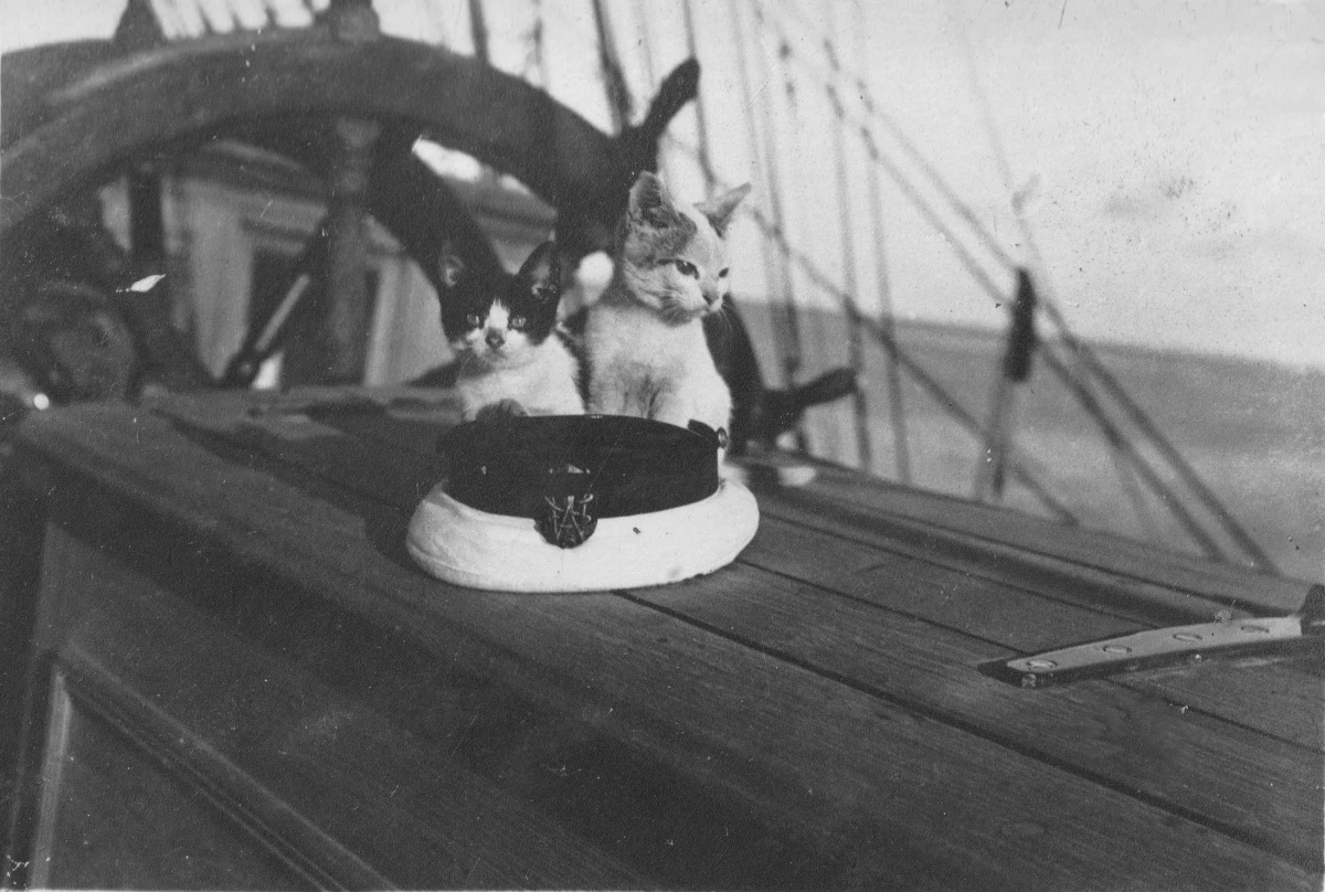 Na pokładzie statku-muzeum "Dar Pomorza" zacumowanego przy Nabrzeżu Pomorskim w Gdyni otwarto we wtorek wystawę poświęconą zwierzętom, które w przeszłości przebywały na pokładzie żaglowca. Wystawa czasowa prezentująca przede wszystkim zdjęcia będzie dostępna do końca listopada