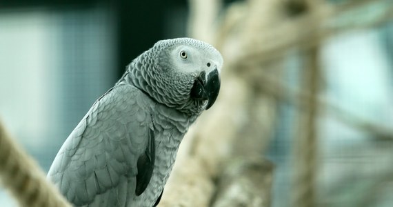 Pięć afrykańskich papug, które przeklinały w brytyjskim zoo - powróciło do klatek. Towarzystwo innych ptaków ma pomóc je...zresocjalizować. Papugi słynął ze swojego niecenzuralnego języka.  