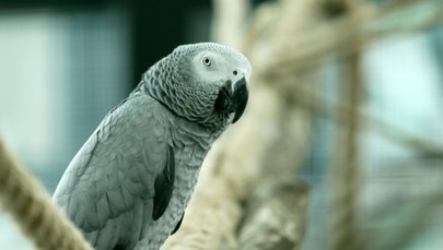 Przeklinające papugi w brytyjskim zoo
