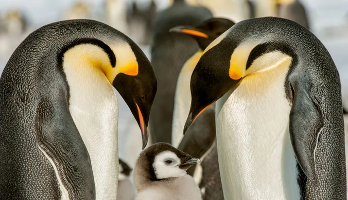 Pingwiny zaskoczyły naukowców. Satelity ujawniły prawdę
