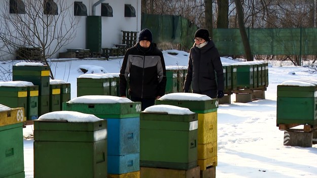 Pszczoły w trybie zimowym. Gdy temperatura spada poniżej 10 stopni, te pracowite owady tworzą kłeby, magazynują tłuszcz i wyczekują wiosny. Ale prowadziwa walka o przetrwanie zaczyna się podczas mrozów. Piotr Kuśmierzak.