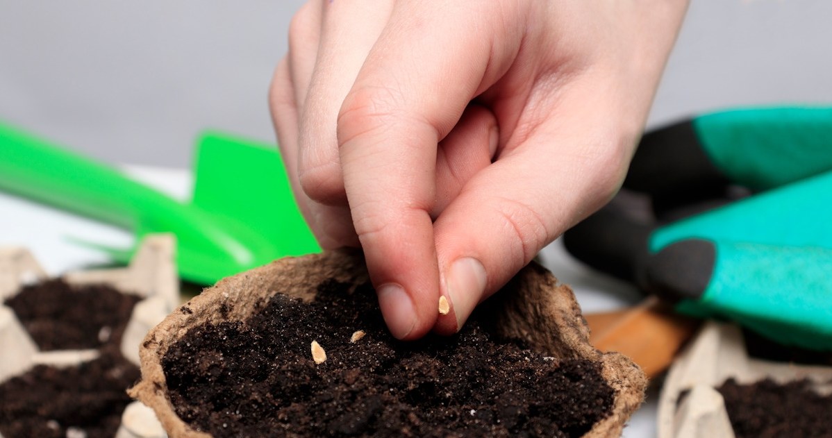 Zbliża się termin wysiewu bratków. Nie przegap, jeżeli chcesz, by zakwitły wiosną
