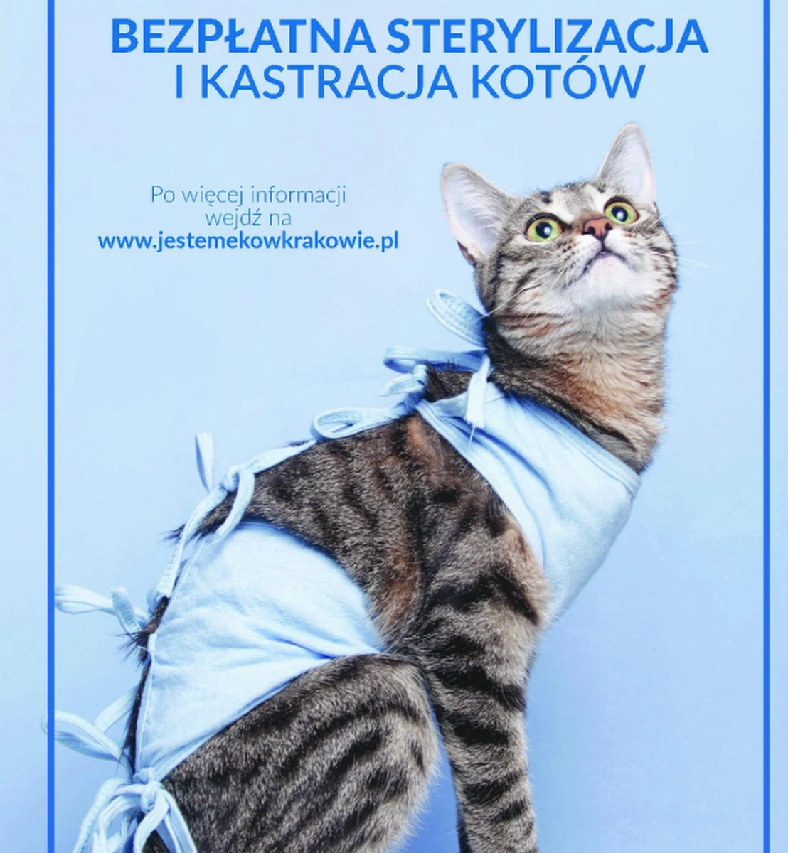Kraków po raz kolejny będzie finansował zabiegi sterylizacji, kastracji oraz znakowania kotów, zarówno tych domowych jak i wolno żyjących. Właściciele psów będą mogli natomiast bezpłatnie oznakować swoich podopiecznych.