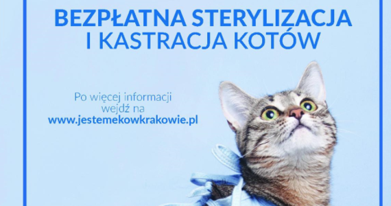 Kraków po raz kolejny będzie finansował zabiegi sterylizacji, kastracji oraz znakowania kotów, zarówno tych domowych jak i wolno żyjących. Właściciele psów będą mogli natomiast bezpłatnie oznakować swoich podopiecznych.