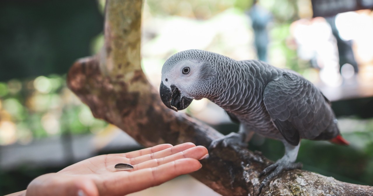 Smutna wiadomość z zoo. Papuga mówiła jak człowiek, znała ponad 200 słów Smutna wiadomość z zoo. Papuga mówiła jak człowiek, znała ponad 200 słów