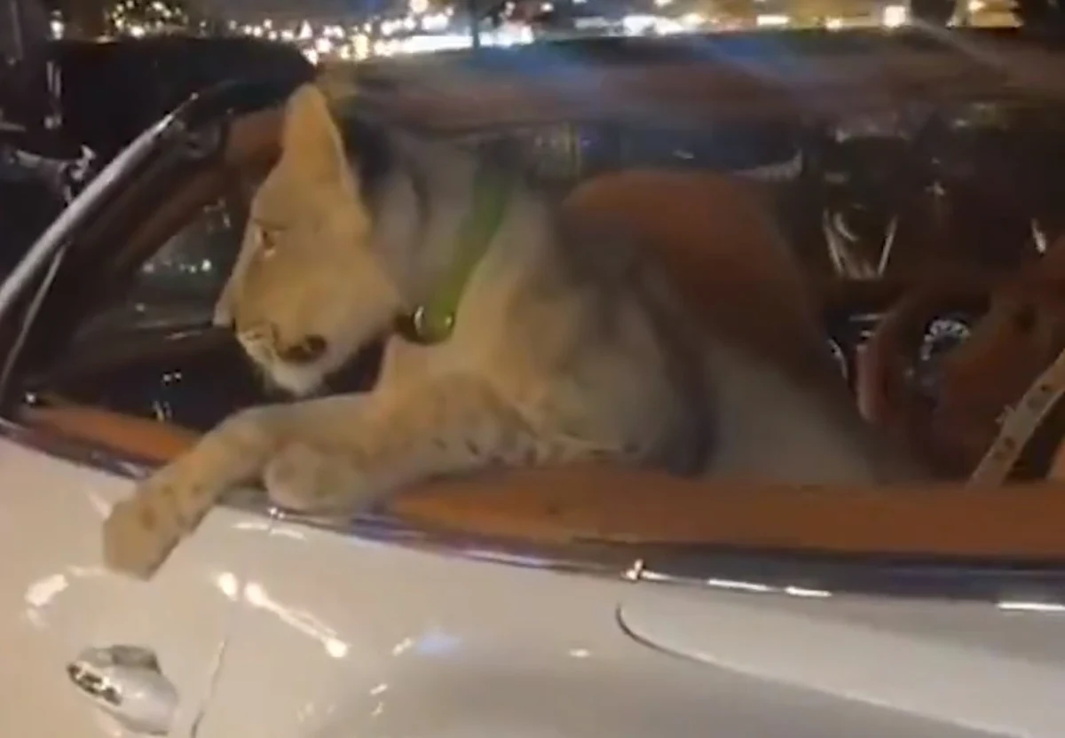 Policja w Tajlandii prowadzi dochodzenie w sprawie popularnego w mediach społecznościowych nagrania, na którym widać młodego lwa wożonego w luksusowym kabriolecie marki Bentley. Zatrzymano właścicielkę zwierzęcia - podała stacja BBC.