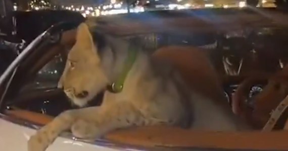 Policja w Tajlandii prowadzi dochodzenie w sprawie popularnego w mediach społecznościowych nagrania, na którym widać młodego lwa wożonego w luksusowym kabriolecie marki Bentley. Zatrzymano właścicielkę zwierzęcia - podała stacja BBC.
