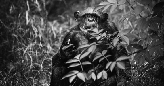 Z wrocławskiego zoo napłynęła smutna wiadomość. W poniedziałek (22 stycznia) zmarła 43-letnia szympansica Kizi. Jak poinformowano, zwierzęta te dożywają w ogrodach zoologicznych średnio ok. 40 lat. Samica odeszła z przyczyn naturalnych.