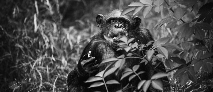 Z wrocławskiego zoo napłynęła smutna wiadomość. W poniedziałek (22 stycznia) zmarła 43-letnia szympansica Kizi. Jak poinformowano, zwierzęta te dożywają w ogrodach zoologicznych średnio ok. 40 lat. Samica odeszła z przyczyn naturalnych.