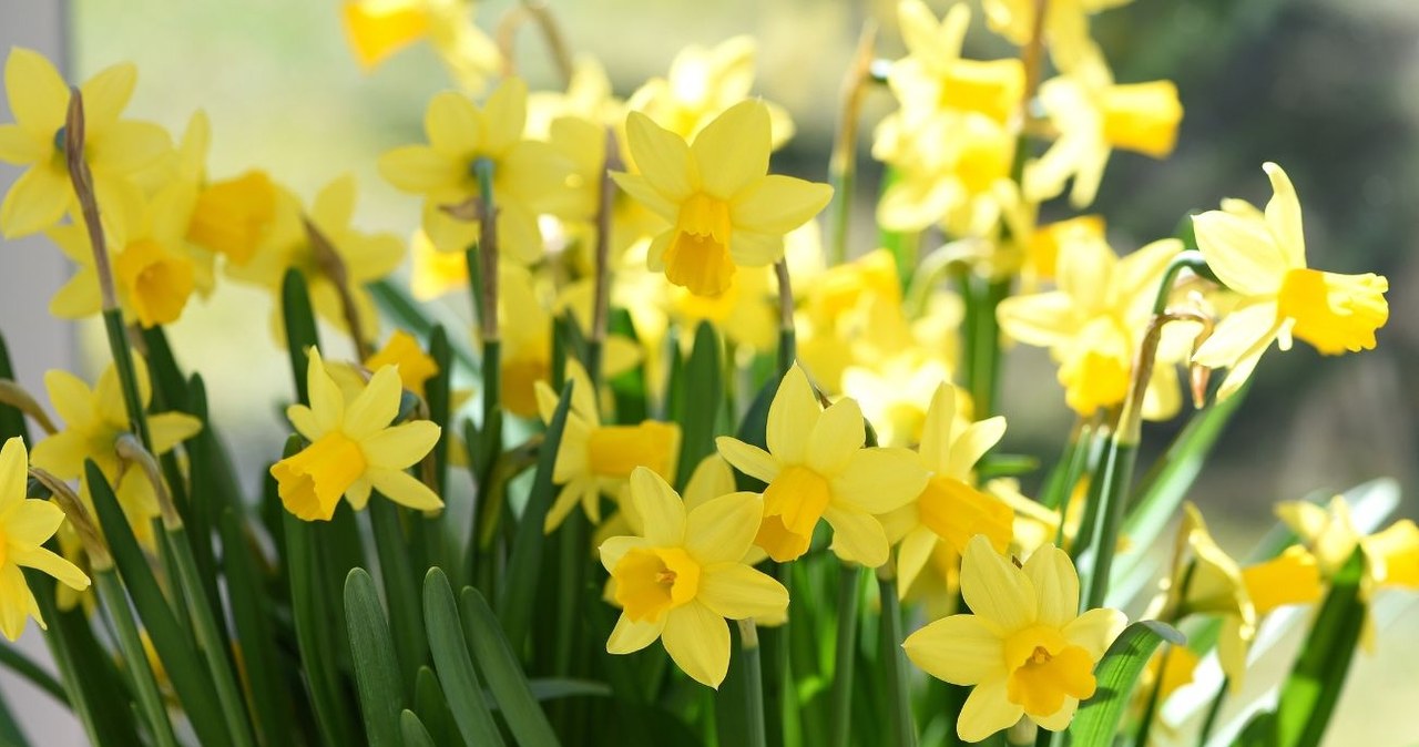 Sadzenie narcyzów: przełom sierpnia i września to strzał w dziesiątkę!