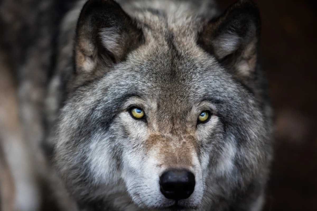 ​Truchło około 9-miesięcznej wilczycy, zastrzelonej około dwóch miesięcy temu, znaleziono na terenie Żerkowsko-Czeszewskiego Parku Krajobrazowego (woj. wielkopolskie) - poinformował Zespół Parków Krajobrazowych Województwa Wielkopolskiego. Koło łowieckie 66 "Knieja" w Czeszewie proponuje nagrodę za przekazanie informacji, które będą pomocne w ustalaniu, kto zabił zwierzę. 