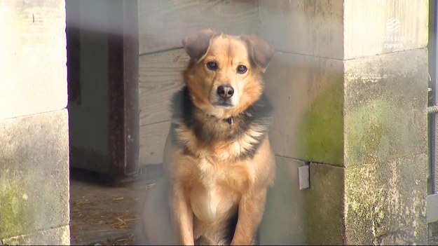 W boksach, w zimnie, w poczuciu odrzucenia - psi los zimą bywa wyjątkowo podły. Choć nie musi. Stąd apel schroniska w Suwałkach o adopcję psich seniorów - by te ostatnie lata swojego życia mogły wygrzać kości w domu.Materiał dla "Wydarzeń" przygotowała Monika Celej.