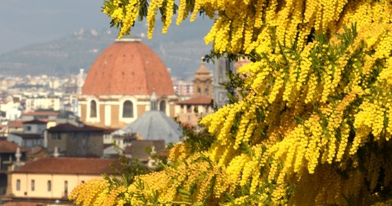 We Włoszech ponad miesiąc wcześniej niż zwykle kwitną mimozy. Jej kwiaty są wręczane tradycyjnie z okazji Dnia Kobiet. 