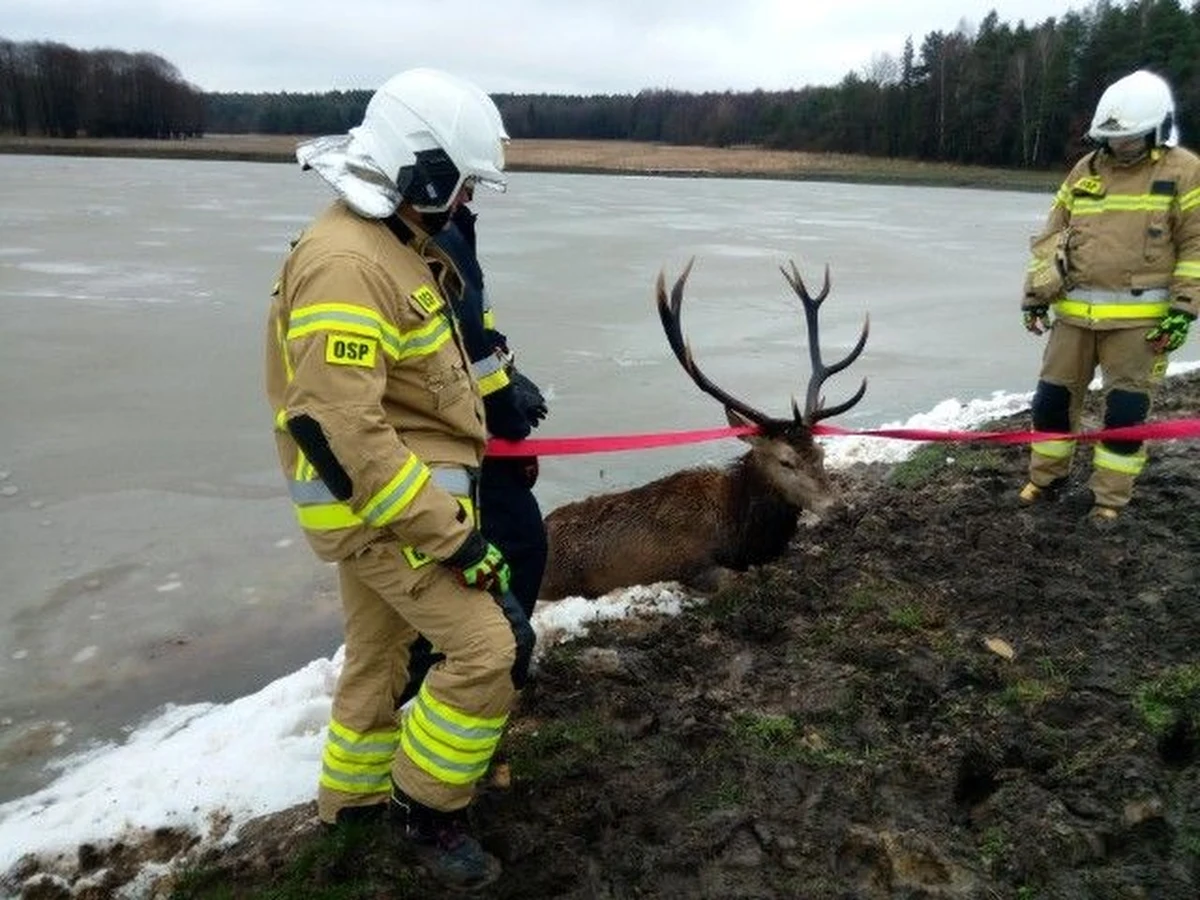 Akcja służb w Podchybach w Świętokrzyskiem. Pod jeleniem zarwał się lód, zwierzęciu pomogli strażacy.