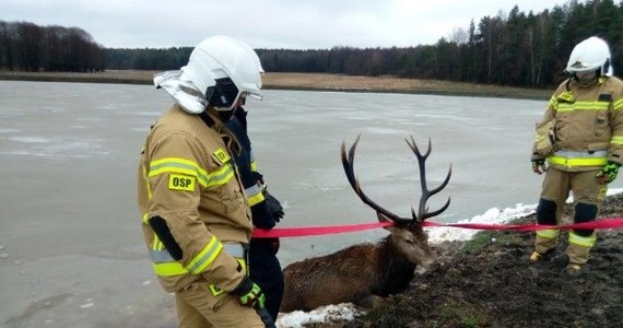 Akcja służb w Podchybach w Świętokrzyskiem. Pod jeleniem zarwał się lód, zwierzęciu pomogli strażacy.