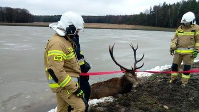 Pod jeleniem zarwał się lód. Pomogli mu strażacy