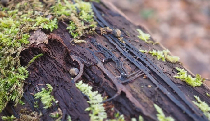Tajemnicze "kable" w polskich lasach. Są groźne dla przyrody