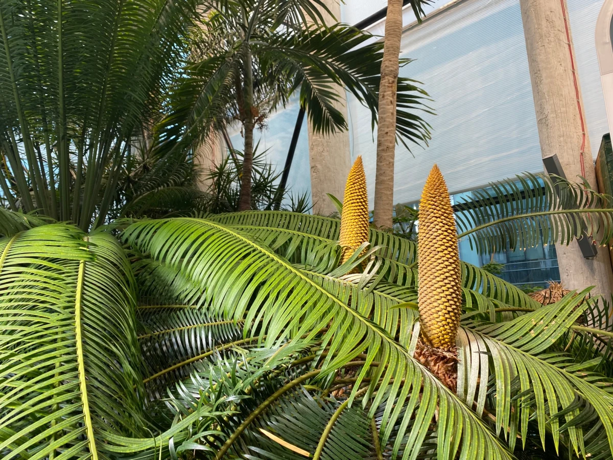 W Gdańsku możemy podziwiać kwiaty jednej z najstarszych na Ziemi roślin: sagowca. Jego zakwit w warunkach naturalnych w Polsce uznaje się wręcz za niemożliwy.