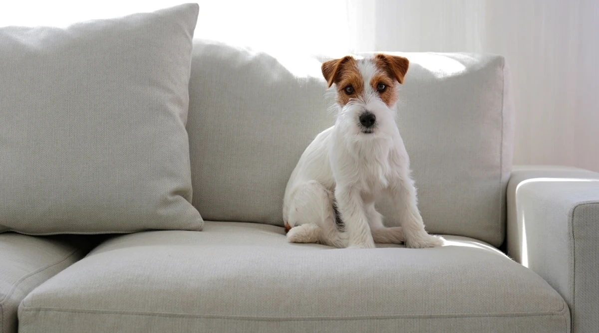 Chcąc ukryć się przed policjantami, 21-latek ze Słupska schował się w wersalce. Poszukiwany do końca planu jednak nie przemyślał, bo nie wziął pod uwagę, że zdradzi go własny pies. Merdający ogonem kundelek ujawnił jego skrytkę i mężczyzna odbędzie teraz karę za kradzieże.