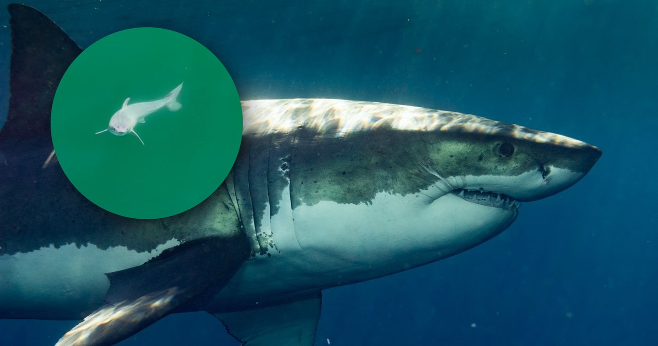 The shark shed its white “skin”.  Scientists don't know what's going on