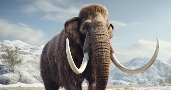 Naukowcy znaleźli prehistoryczne pozostałości obozów myśliwych sprzed 14 tys. lat. Ślady wędrówki pierwszych łowców pokrywają się z migracją mamutów - informuje czasopismo "Science Advances".