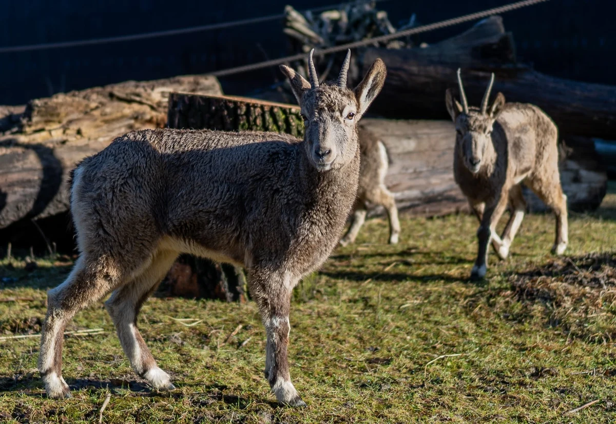 Do Orientarium Zoo Łódź przyjechało stado koziorożców syberyjskich, rzadkiego, zagrożonego wymarciem gatunku. Można je spotkać na wybiegu zewnętrznym makaków japońskich.
