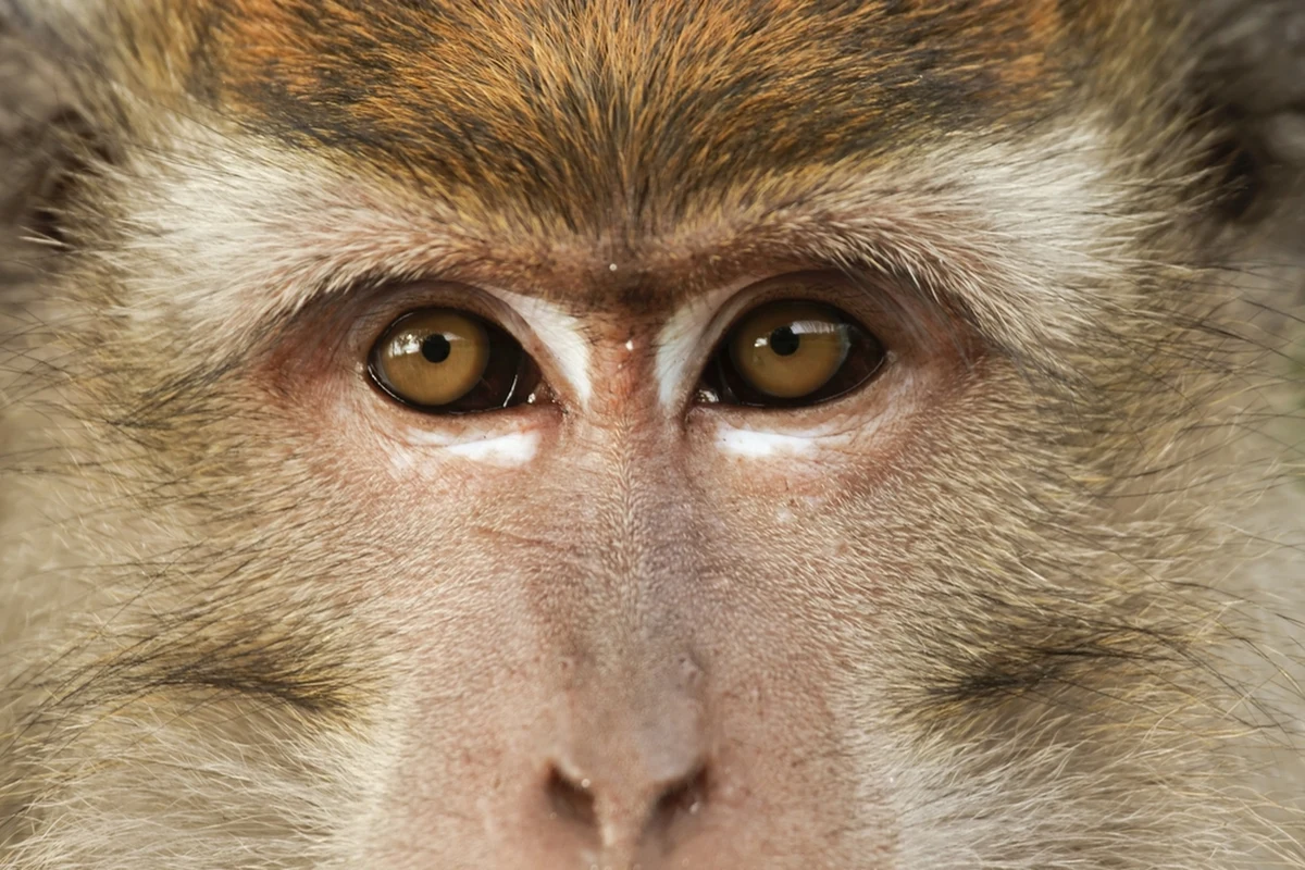 Drony, kamery termowizyjne, patrole i nagonka. W miasteczku Kingussie w Szkocji trwa obława. Zbiega widziano ostatni raz w przydomowym ogródku, gdy wyjadał orzechy z karmnika dla ptaków. Poszukiwany posiada szczególne właściwości, bo wywołał konfuzję nawet u szefa ośrodka dla członków sił zbrojnych Wielkiej Brytanii. Do uciekiniera nie wolno się zbliżać i nie wolno go dokarmiać. Jest prawdopodobnie bardzo zestresowany.