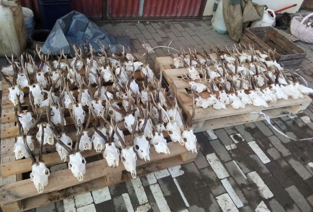 Do 5 lat więzienia grozi 44-latkowi podejrzanemu o kłusownictwo. Policjanci znaleźli na terenie posesji mężczyzny około 100 czaszek zwierząt.