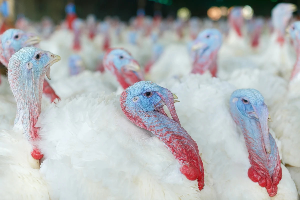 Inspekcja Weterynaryjna wykryła trzy kolejne ogniska grypy ptaków: w woj. łódzkim, lubelskim i wielkopolskim. Do likwidacji pójdzie ok. 50 tys. indyków i ponad 41 tys. kurzych brojlerów - poinformował Główny Lekarz Weterynarii.