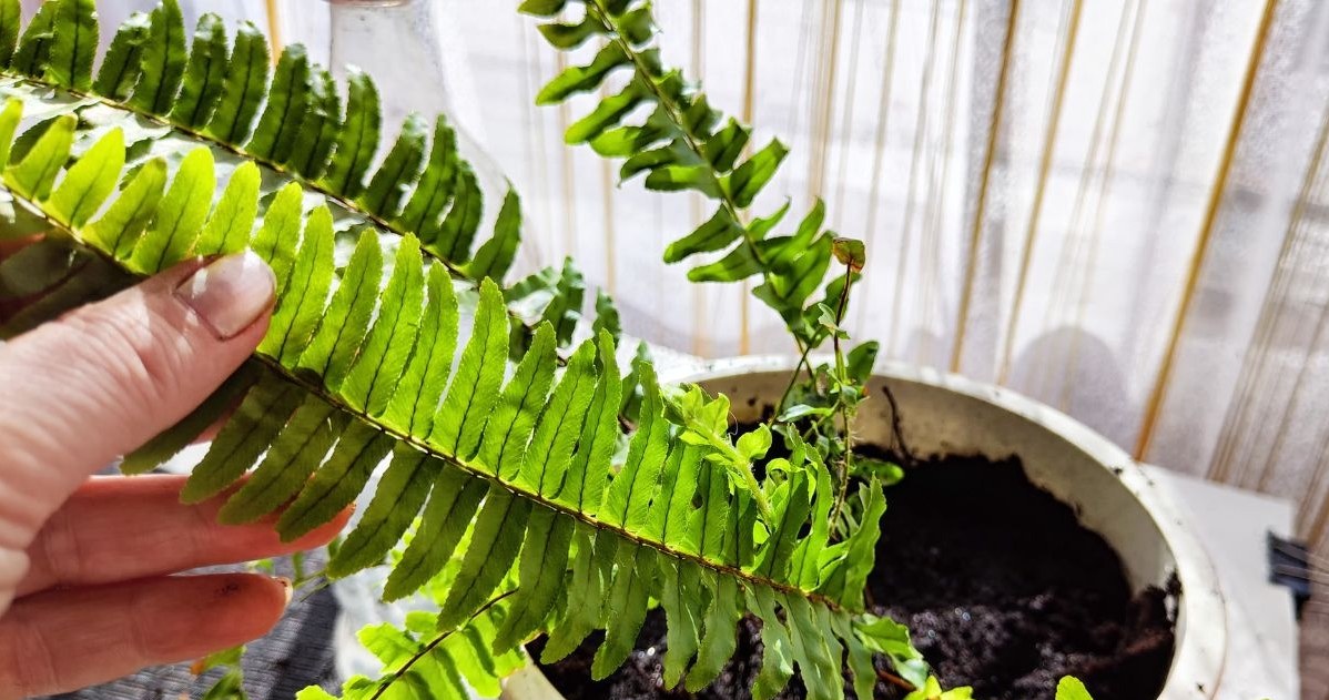 Mogą zniszczyć twoje palmy i paprocie. W ten sposób się ich pozbędziesz