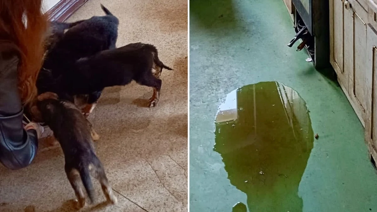 Trzyletni zakaz posiadania jakichkolwiek zwierząt i 10 tys. złotych grzywny – taką karę wymierzono 24-latkowi z Piły za znęcanie się nad zwierzętami. Mężczyzna wyjechał na kilka dni za granicę i zostawił bez opieki 2 dorosłe psy i 5 szczeniaków.  